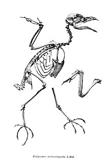 Illustration of the skeletal structure of Eudynamys melanorhynchus