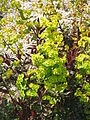 Euphorbia amygdaloides 'Purpurea'