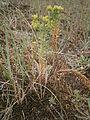 Euphorbia paralias