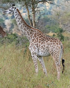 A Giraffe in the Mikumi National Park, Tanzania