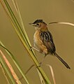 黃頭扇尾鶯 (Cisticola exilis tytleri) 瑪納斯國家公園, 阿薩姆邦, 印度