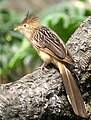 Guira Cuckoo