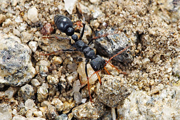 The characteristic jumping motion when in an agitated state gives the jack jumper ants (Myrmecia pilosula) their name