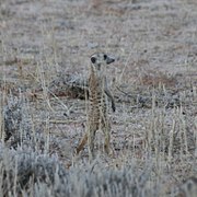 Meerkats are abundant