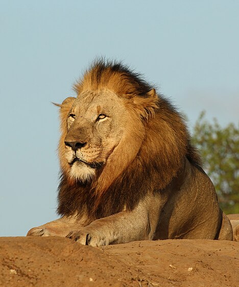 图为六岁大的雄性狮子（Panthera leo）, 摄于南非夸祖鲁-纳塔尔省菲达私立野生动物保护区。6月16日是南非的公众假期，纪念1976年的索维托起义。