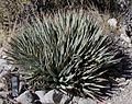 Agave utahensis