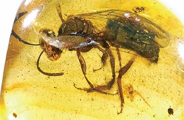 female Oligochlora semirugosa in Dominican amber of Miocene age