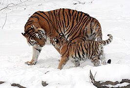 美国布法罗动物园中的东北虎及其幼崽