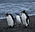 King Penguins.