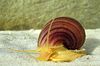 a yellow snail with brown shell in an aquarium