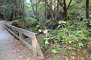 Footbridge along Purisima Creek Trail