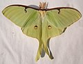 Actias luna male