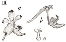 Diagram displaying various components of Aerides inflexa