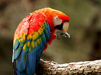 Scarlet macaw (Ara macao)