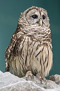 Barred owl (Strix varia).