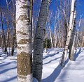 White birches in Marion Brooks Natural Area within Quehanna