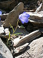 Campanula scheuchzeri