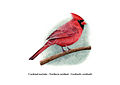 Cardinalis cardinalis