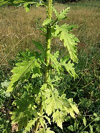 Leaves