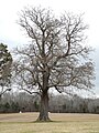 Catalpa tree