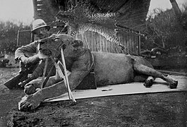 A man-eating Tsavo lion killed by Patterson