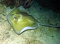 A southern stingray in Bonaire.