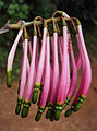 Elongate buds of red variety.