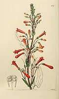 Illustraion of Penstemon centranthifolius