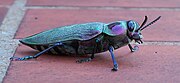 A live individual of Euchroma gigantea