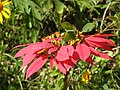 Euphorbia pulcherrima