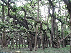 The Great Banyan tree at Shibpur Botanic Garden