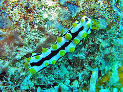 A live juvenile individual of Pearsonothuria graeffei, in situ off Madagascar