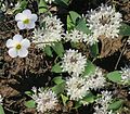 Lachenalia maughanii, Nieuwoudtville, South Africa