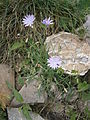 Lactuca perennis