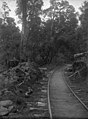 Logging railway track through native bush near Mangapehi