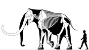 Skeletal diagram of 3.7 metre (12.1 ft) tall Columbian mammoth compared to a human