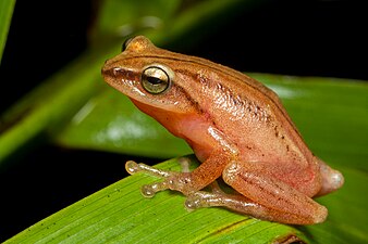 Lateral view