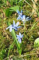 Scilla siberica