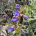 Flowers of Penstemon watsonii