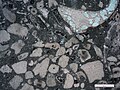 Photomicrograph (PPL) of a biomicrite from the Mississippian Lodgepole Formation, SW Montana