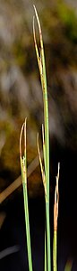 Flowering heads (inflorescences)