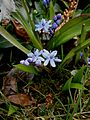 Scilla bifolia close-up