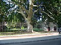 An old Platanus, monument of nature protected by the state, in front of a church