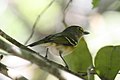 White-eyed vireo