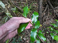 Leaves