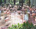 flamingos