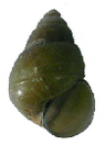 Sinotaia aeruginosa shell