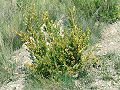 Plant growing in dry Mediterranean scrub