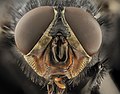 Calliphora vicina head