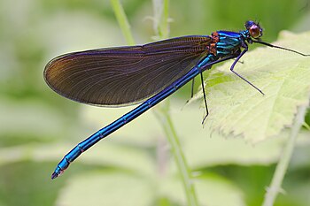 Beautiful Demoiselle